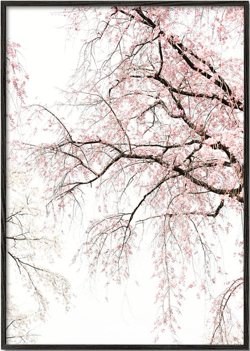 Botanischer Druck · hängende Kirschblüten