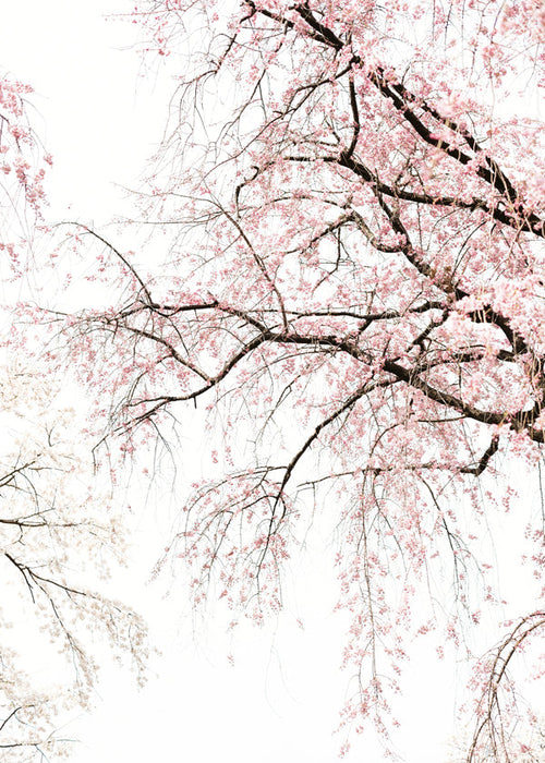 Botanischer Druck · hängende Kirschblüten