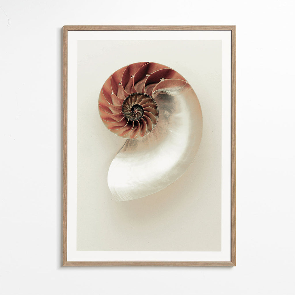 Photographie de nautile en spirale