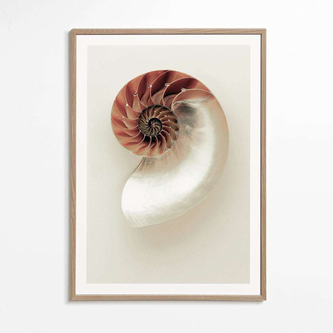 Photographie de nautile en spirale