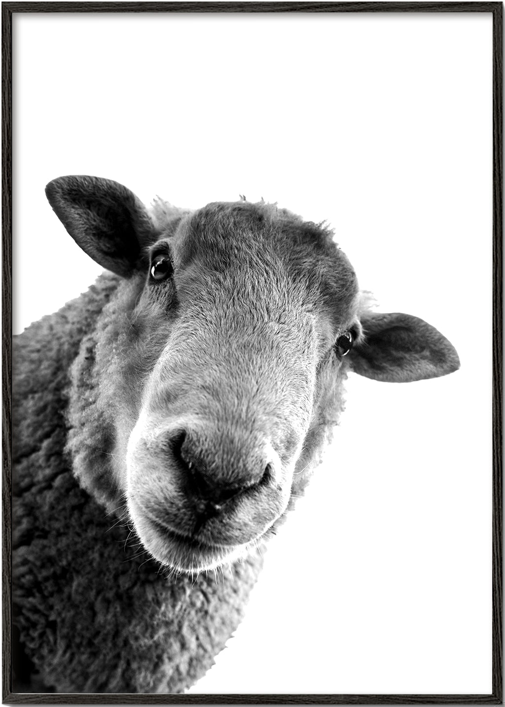 Schaap kunstwerk zwart wit