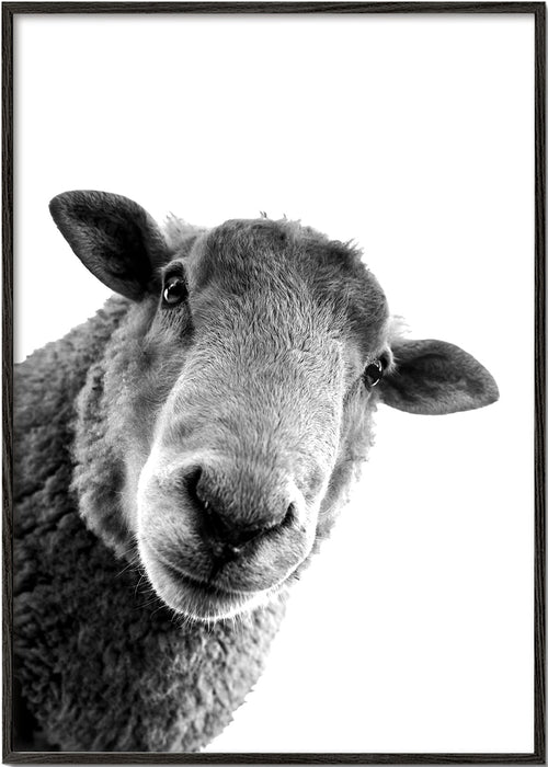 Schaap kunstwerk zwart wit