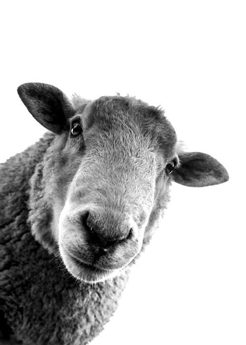 Schaap kunstwerk zwart wit
