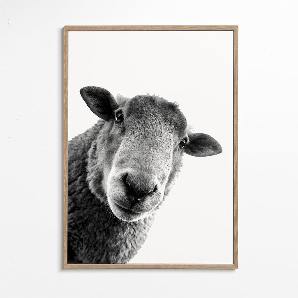 Schaap kunstwerk zwart wit