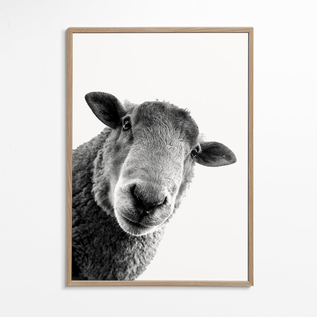 Schaap kunstwerk zwart wit