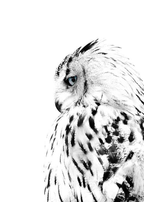 Print witte uil in profiel