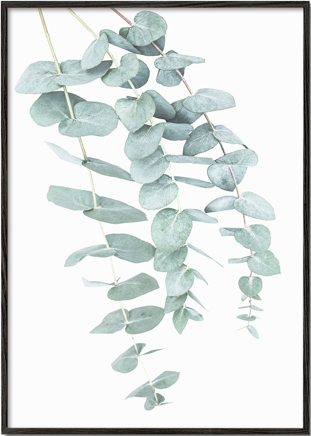 Botanische poster met hangende eucalyptus