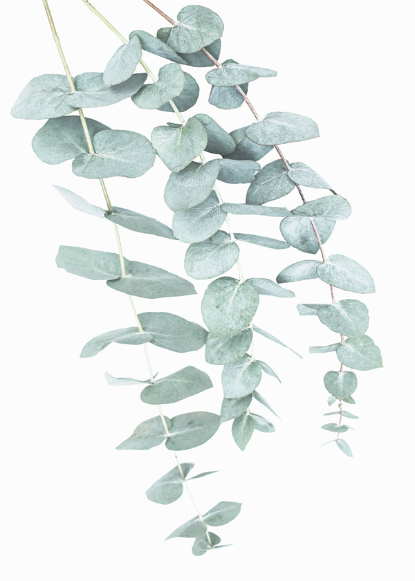 Botanische poster met hangende eucalyptus