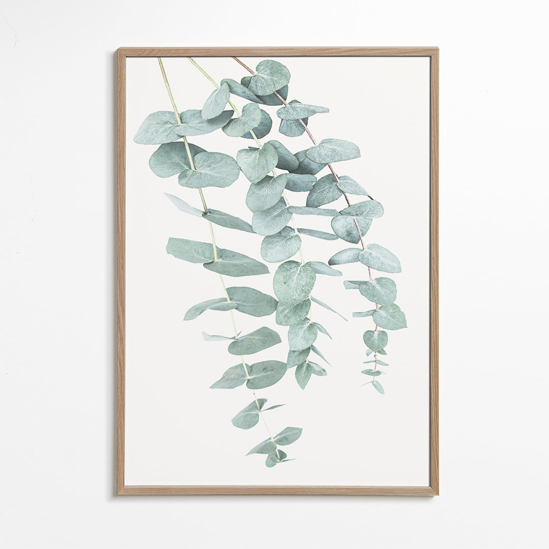 Botanische poster met hangende eucalyptus