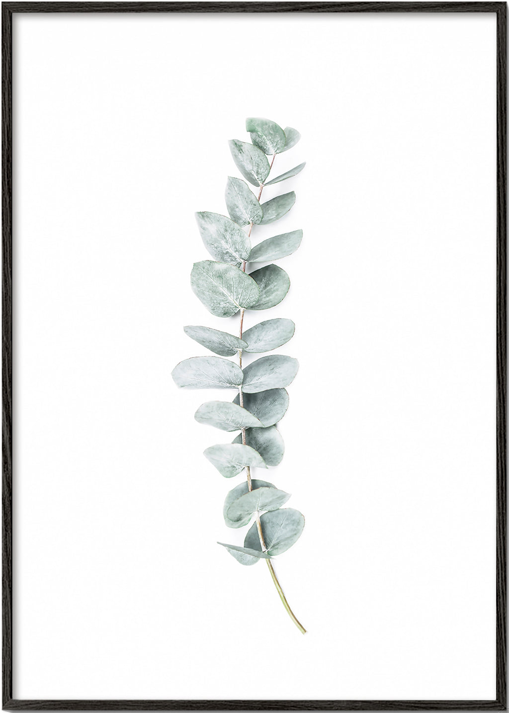 Botanische poster: eucalyptus tak minimalistisch