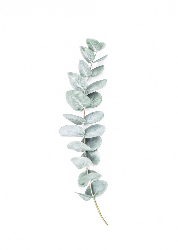 Botanische poster: eucalyptus tak minimalistisch