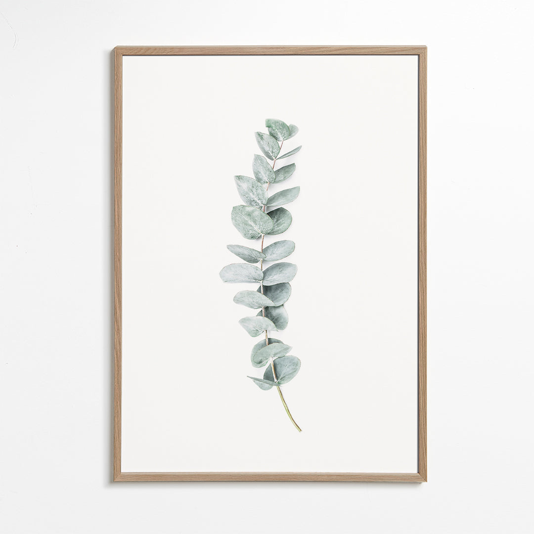 Botanische poster: eucalyptus tak minimalistisch