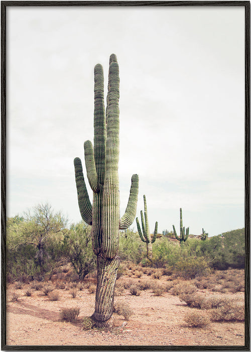 Botanische print: woestijncactus portret