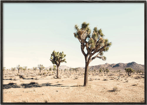 Landschapsposter met Joshua tree