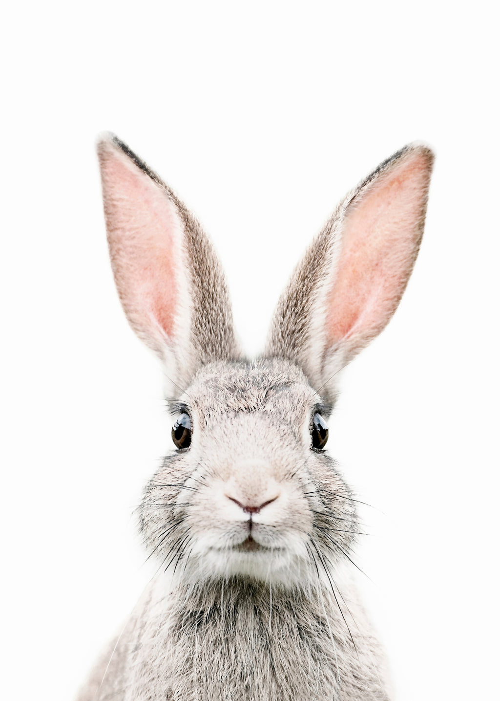 Bunny face - Unframed art print