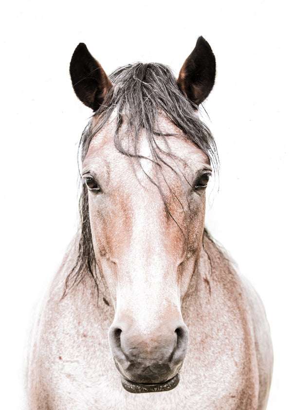 Paard portret minimalistisch