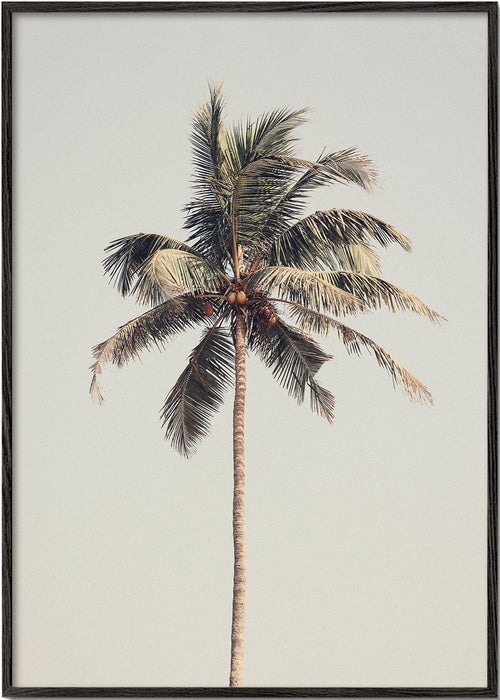 Landschap kunst: eenzame palm foto