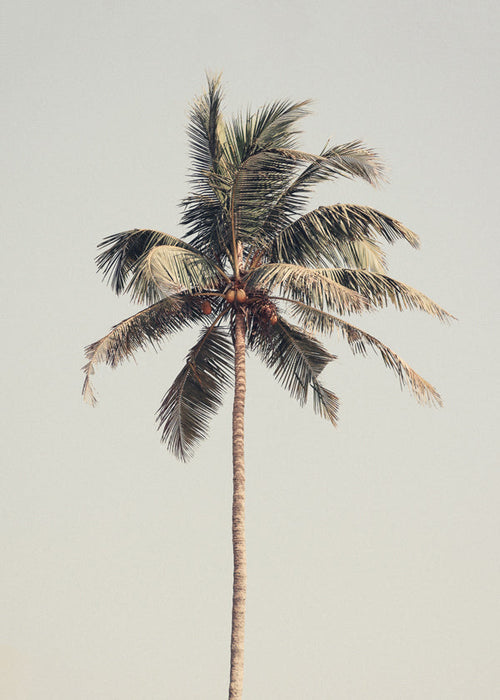 Landschap kunst: eenzame palm foto