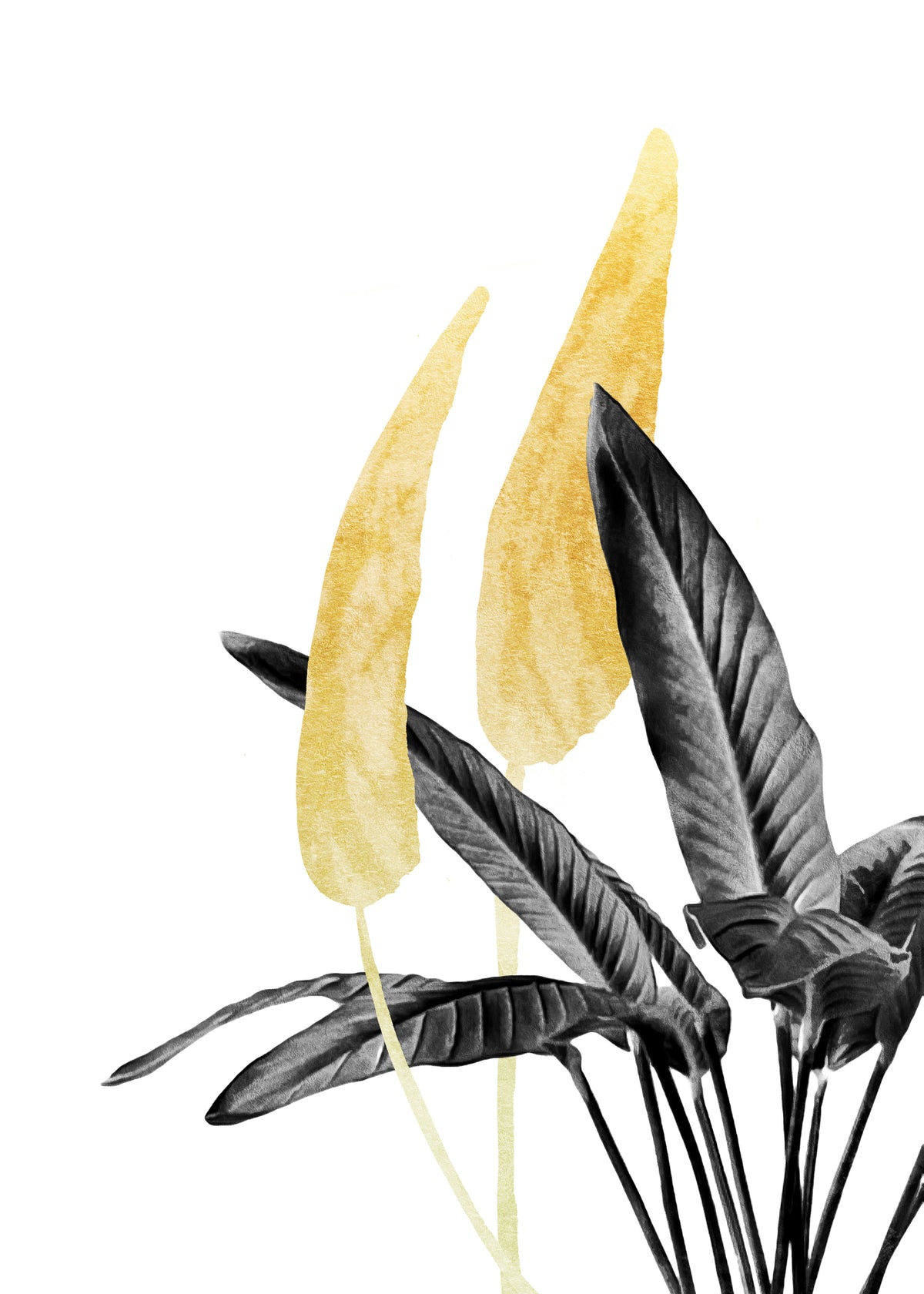 Bird of Paradise Plant Black, White and Gold 01 - Unframed art print