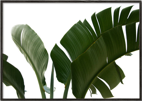 Botanische poster palmbladeren