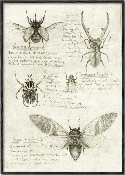 Wetenschappelijke insectenillustratie op verouderd papier