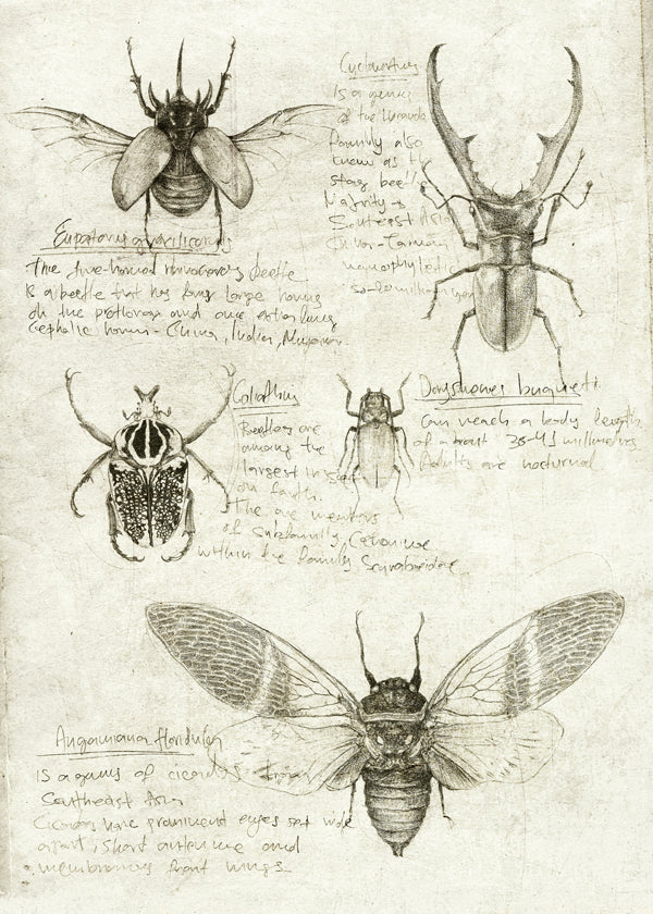 Insects