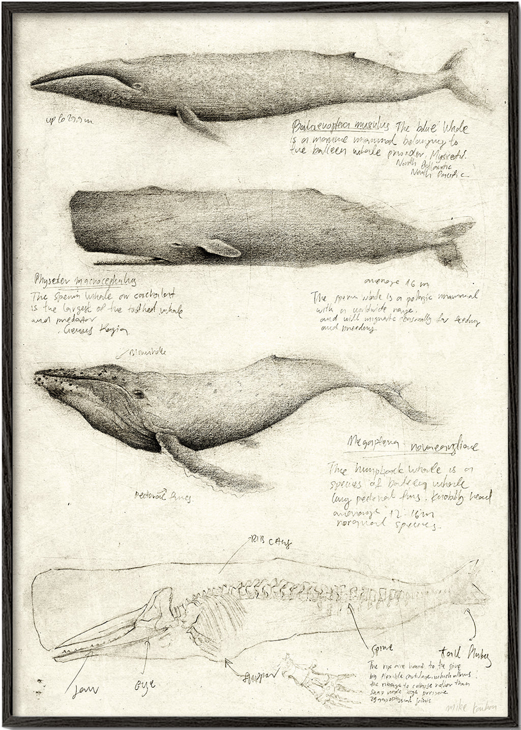 Artwork: wal anatomie schets