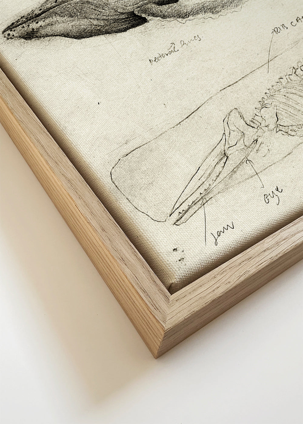 Artwork: wal anatomie schets