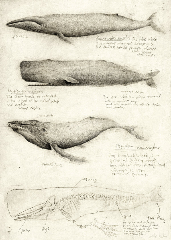 Artwork: wal anatomie schets