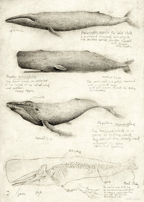 Artwork: wal anatomie schets