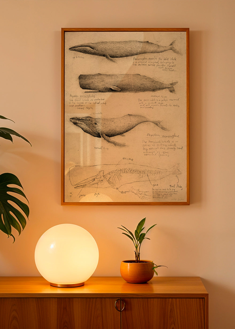 Artwork: wal anatomie schets