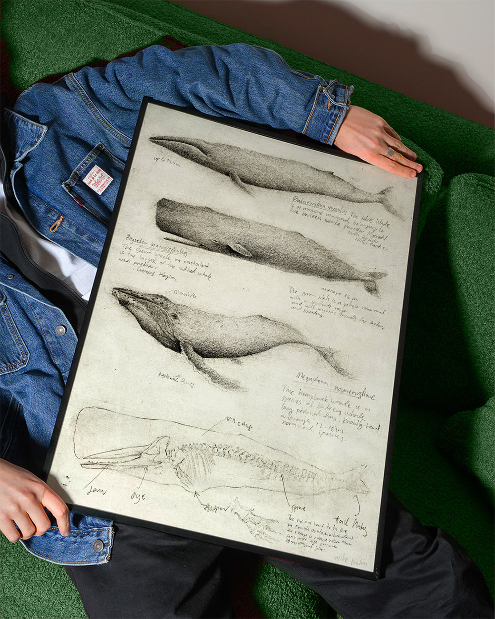 Artwork: wal anatomie schets