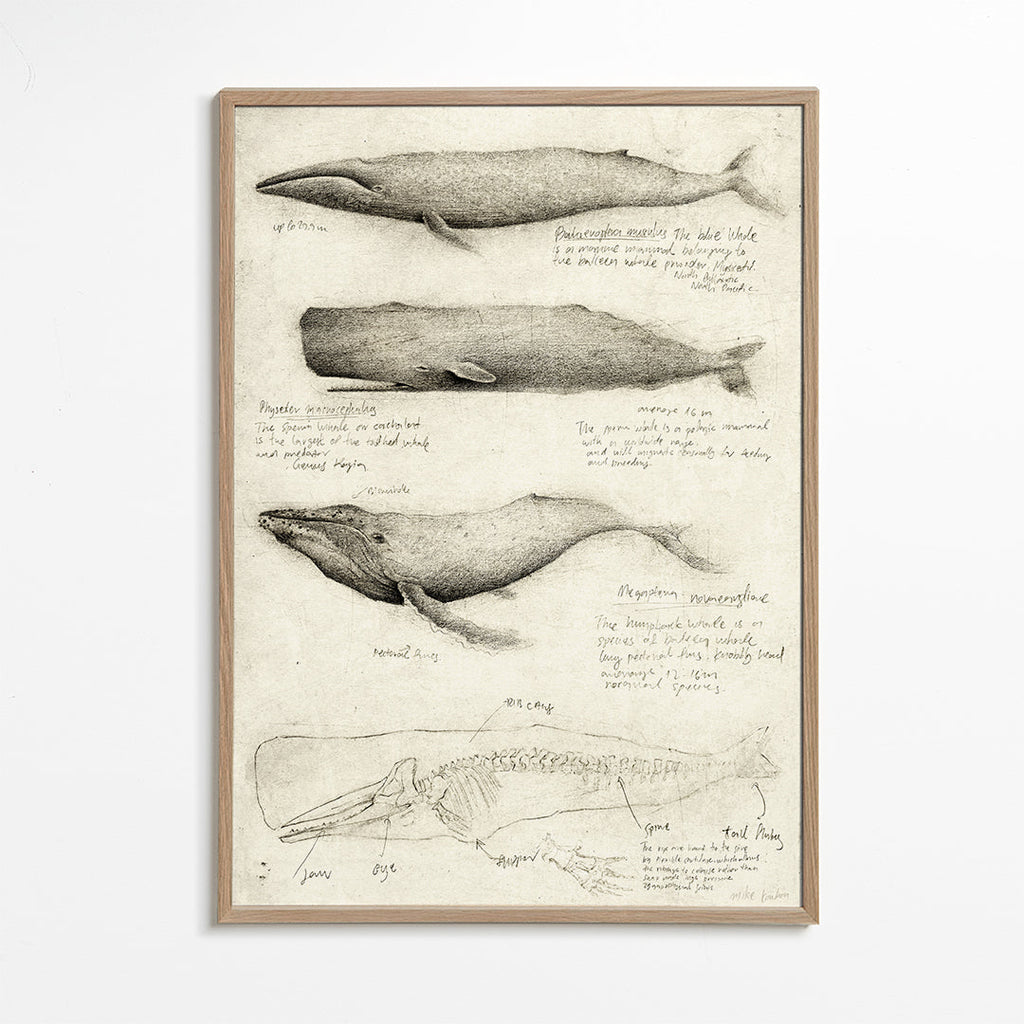 Artwork: wal anatomie schets