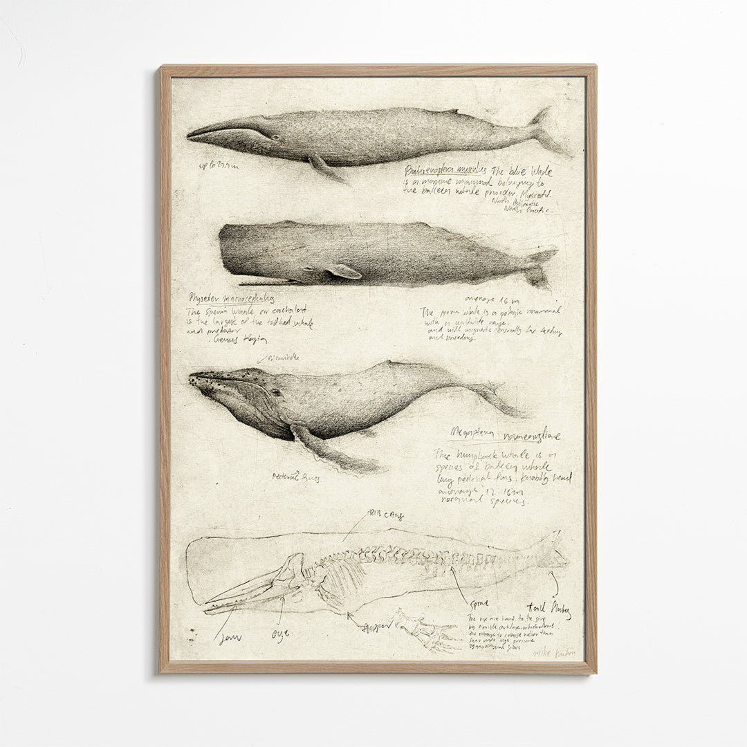 Artwork: wal anatomie schets