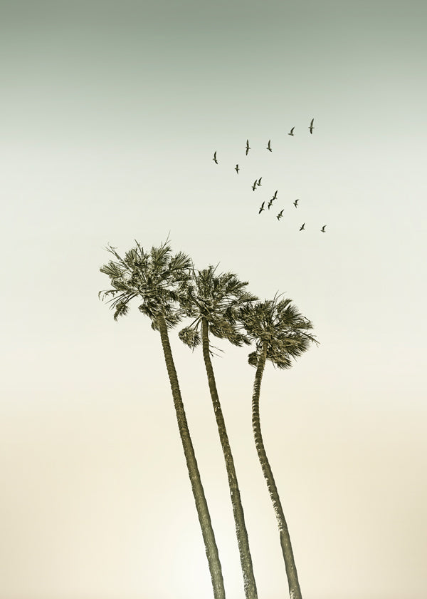 Landschap kunst: palmbomen bij zonsondergang