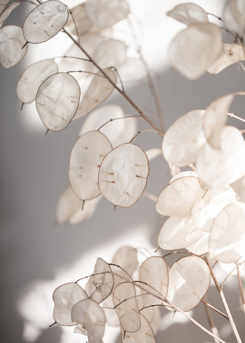 Botanische print transparante bladeren foto