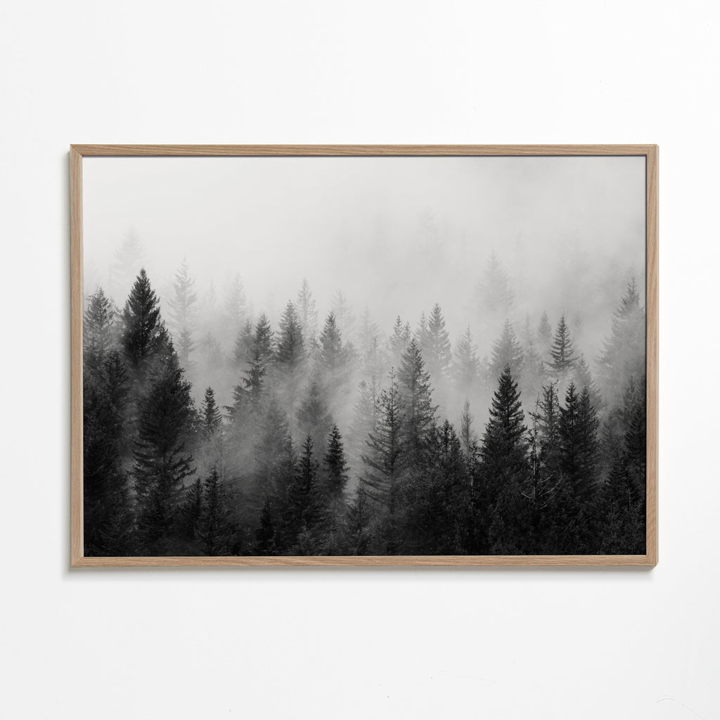 B&W Forrest