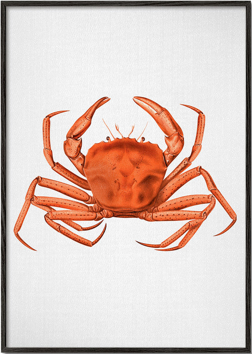 Artwork oranje aquarel krab