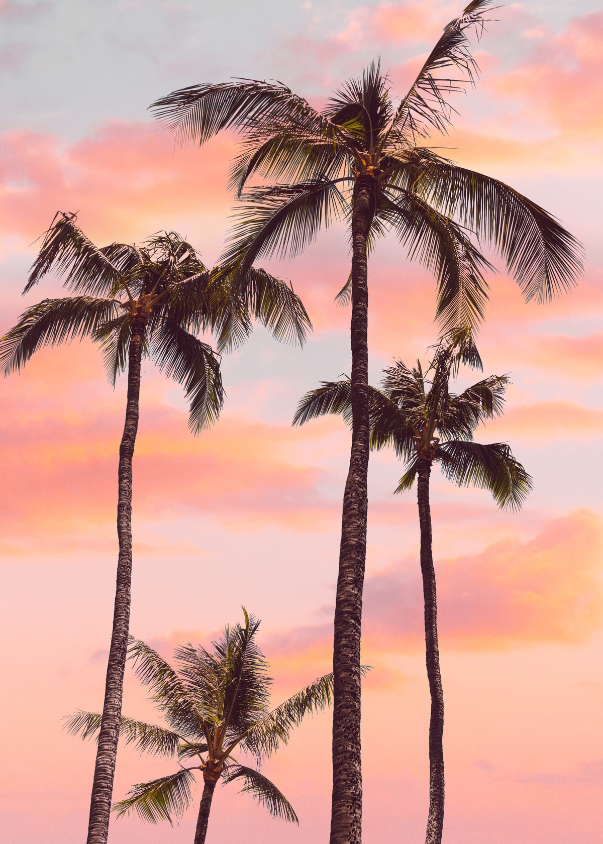Sunset Palm Trees - Unframed art print