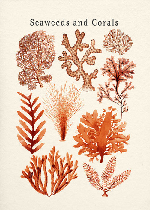 Botanische print: zeewieren en koralen studie