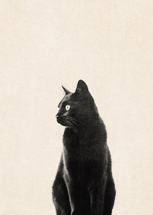 Zwarte kat profiel kunstwerk