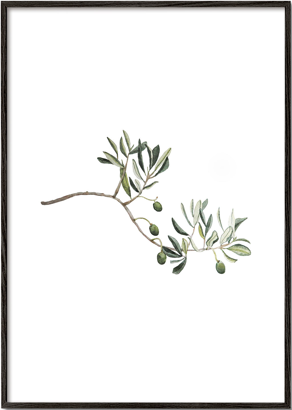 Botanische poster olijftak studie