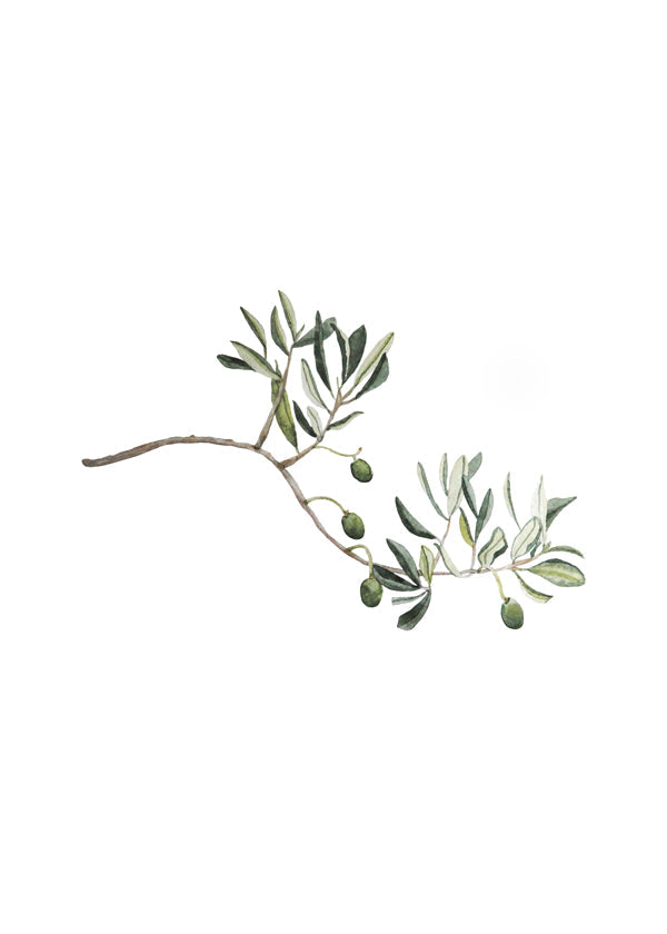 Botanische poster olijftak studie