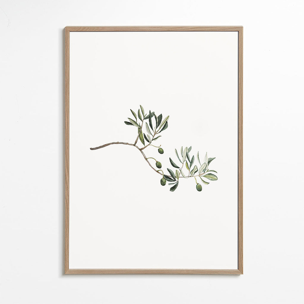 Botanische poster olijftak studie