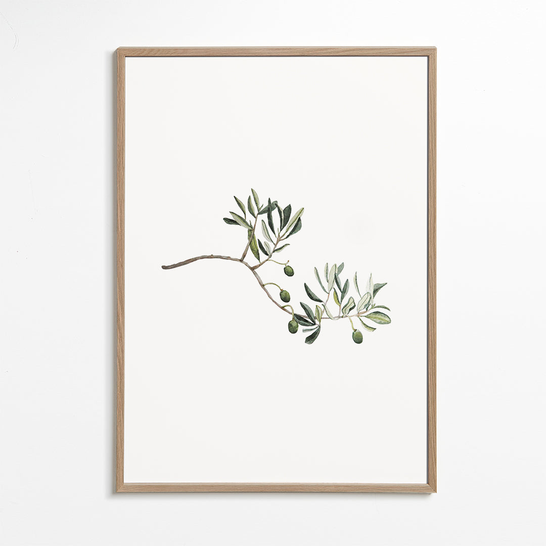 Botanische poster olijftak studie