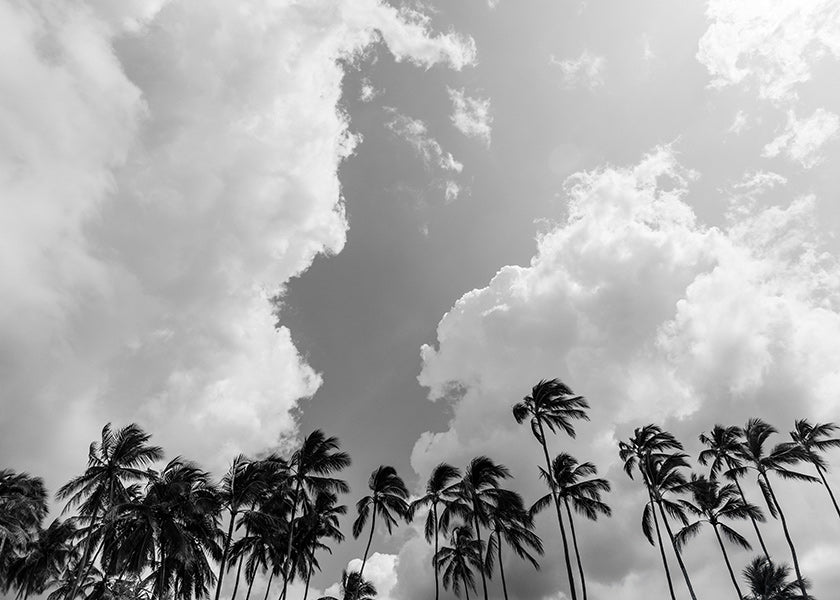 Landschap kunst met palmbomen en dramatische lucht
