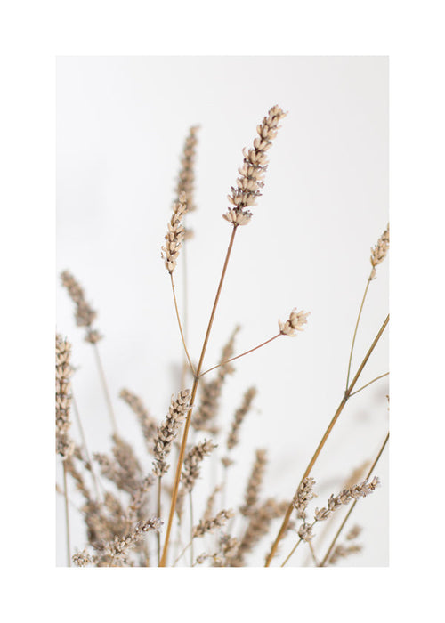 Botanische print: gedroogde aren verticaal
