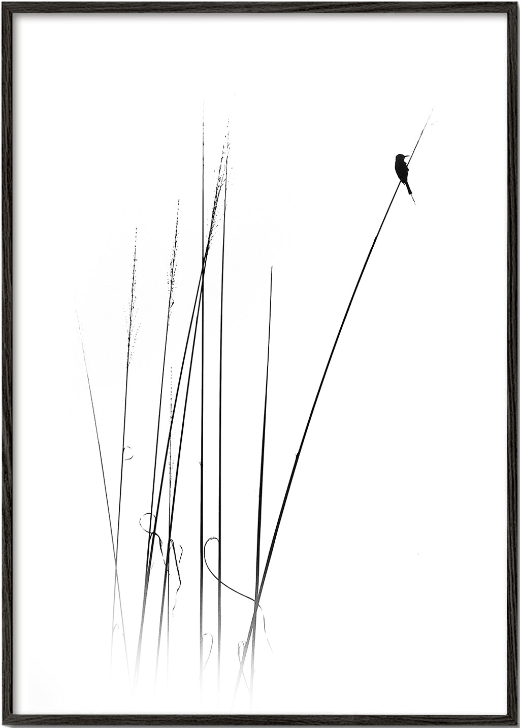 Fotografie: vogel op riet minimal