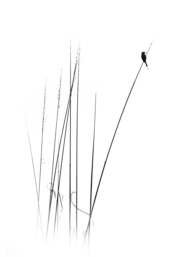 Fotografie: vogel op riet minimal
