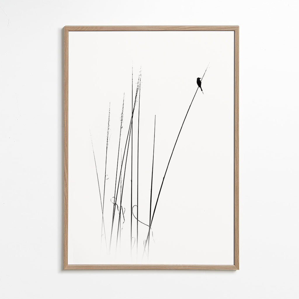Fotografie: vogel op riet minimal